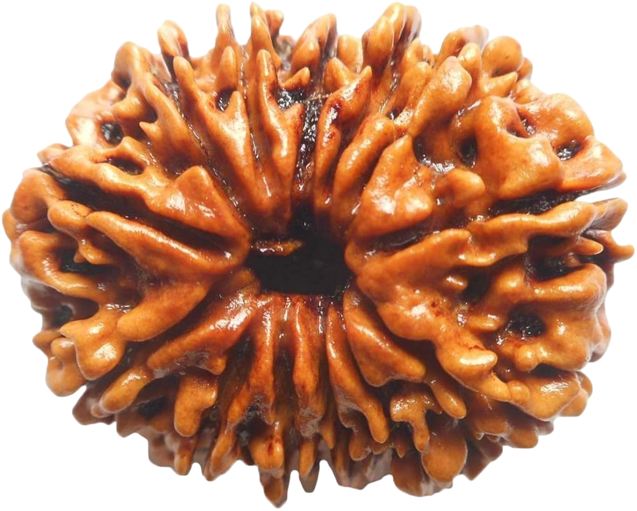 13 Mukhi Rudraksha